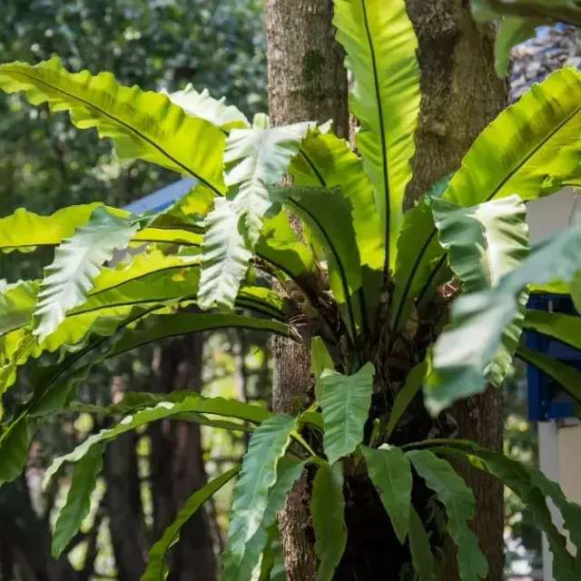 thumbnail for publication: Asplenium nidus: Bird's Nest Fern